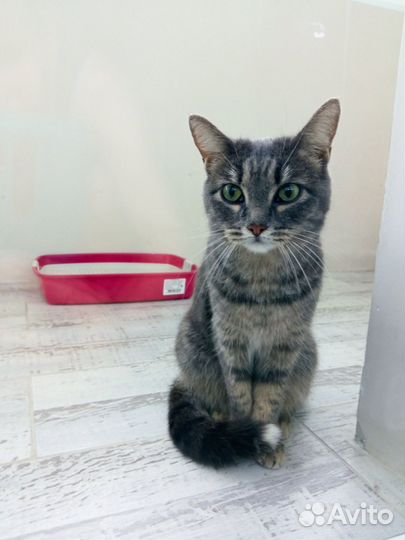 Кошка Алиса