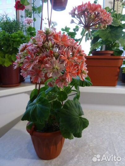Пеларгония Малорка