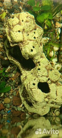 Теодоксус улитка а также растения