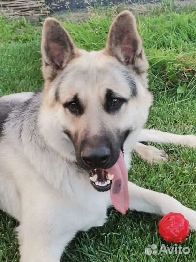 Кобель вео для вязки