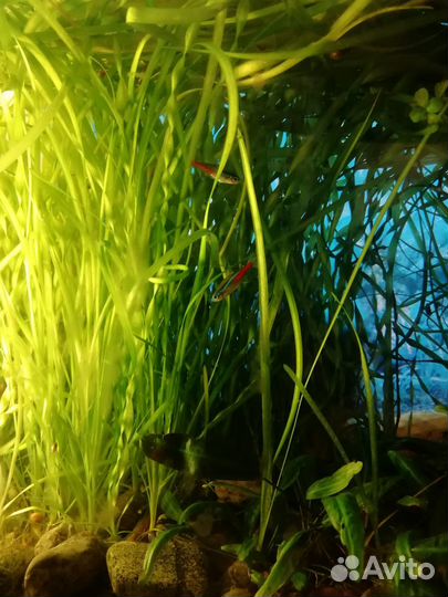 Валиснерия