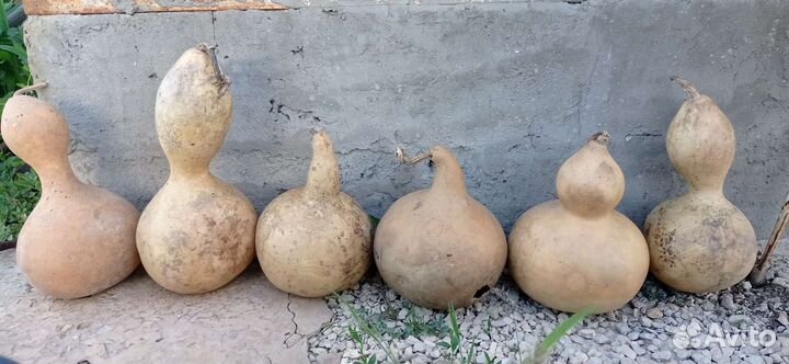 Тыква лагенария