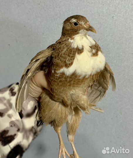 Селадон перепела мальчики