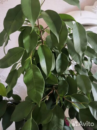 Фикус бенджамина