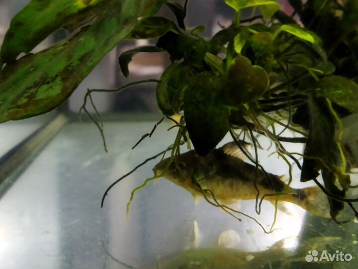 Аквариумные рыбки