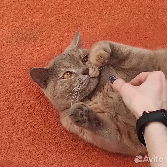 Кошка (возможно) британская