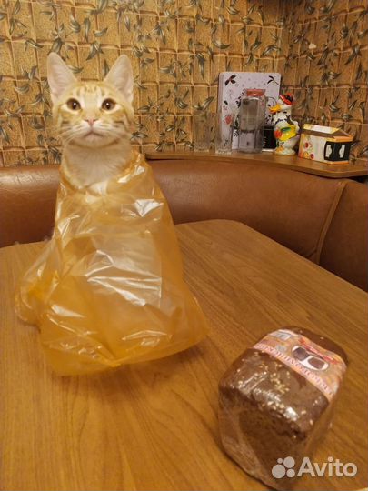 Девочка 5,5 мес