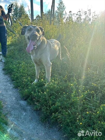 Молодой кобелек