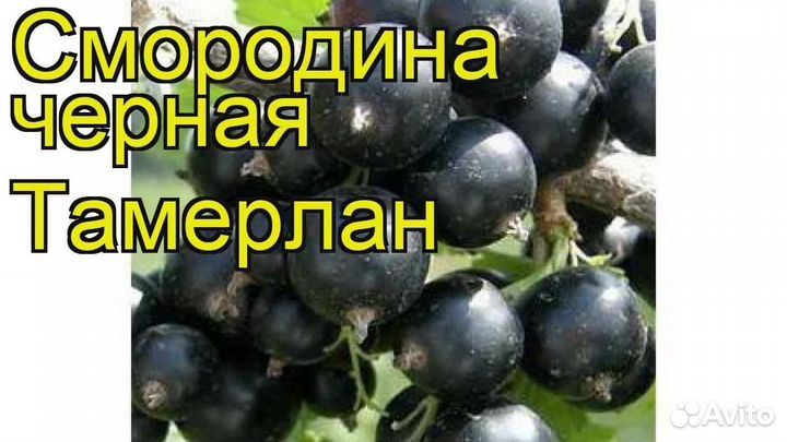 Смородинка
