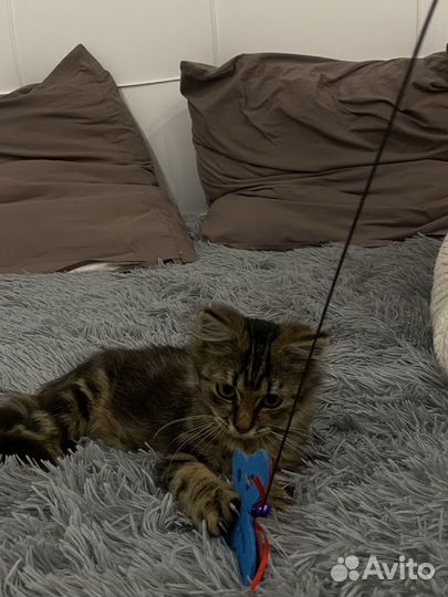Отдам котенка в добрые руки