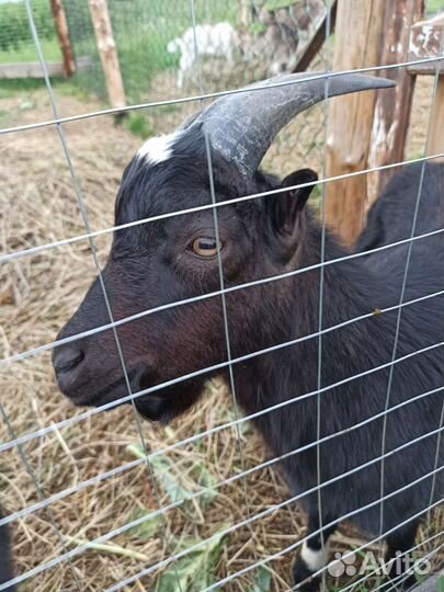 Козел ламанчи