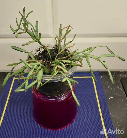 Хатиора с редкими сиреневыми цветами