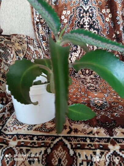 Каланхоэ лечебное