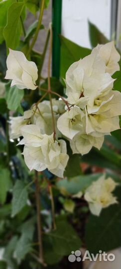 Бугенвиллия махровая белая