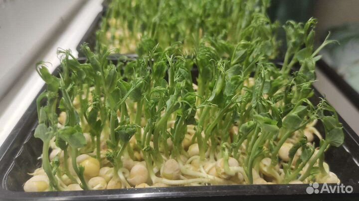 Набор для выращивания микрозелени