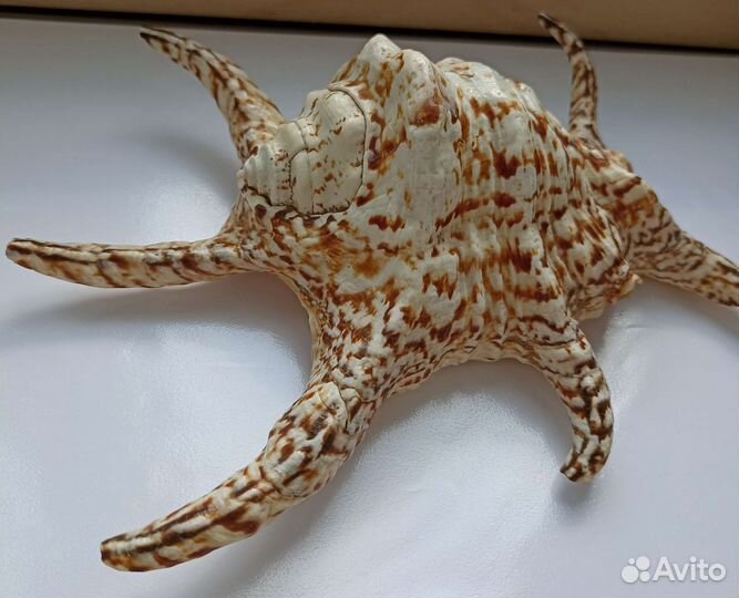 Морская раковина Ламбис