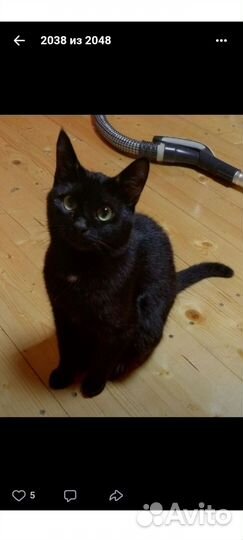 Кошка Катя