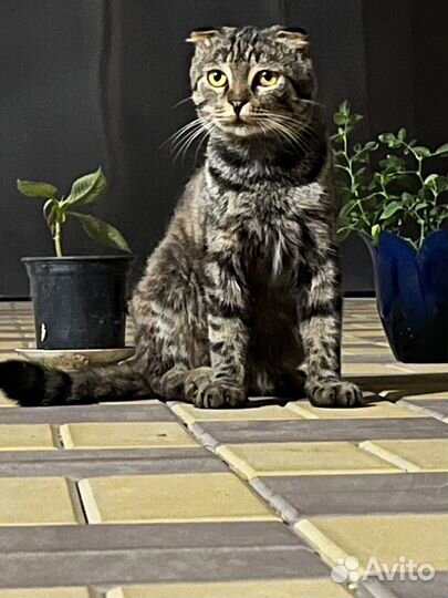 Шатланский вислоухий кот