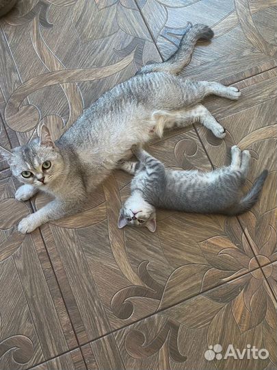 Шотландские котята