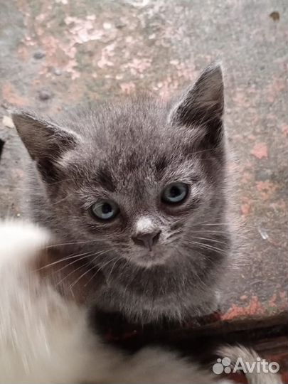 Котята в добрые руки бесплатно