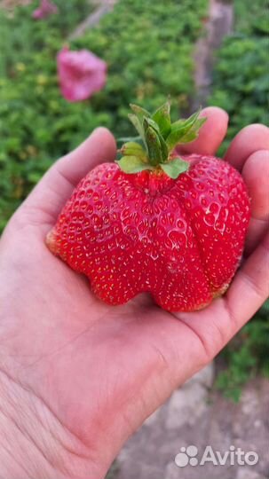 Рассада клубники