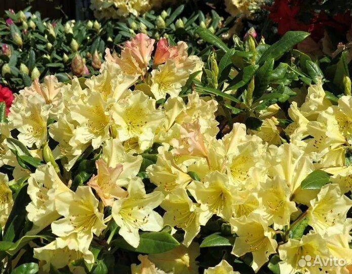 Рододендрон Профессор Шольц