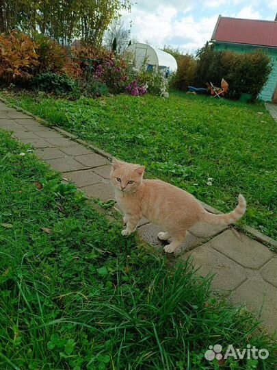 Котëнок