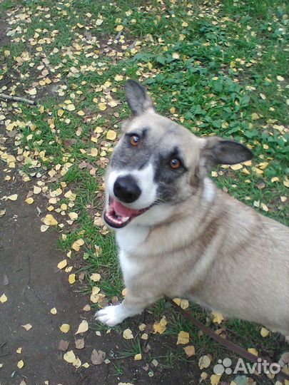 Батошка ищет дом