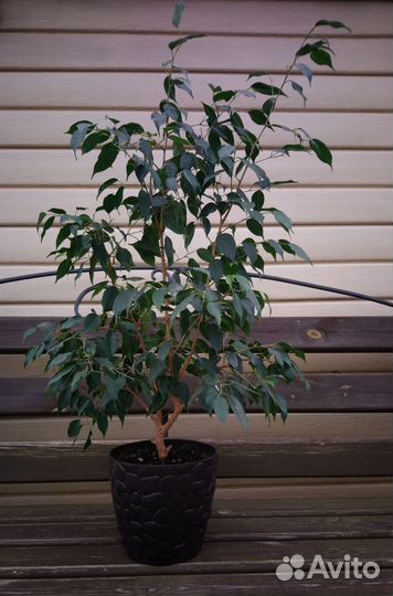 Фикус бенджамина