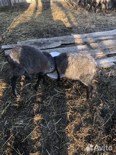 Овцы ярки романовские