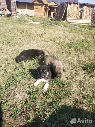 Собака в добрые руки отдам бесплатно