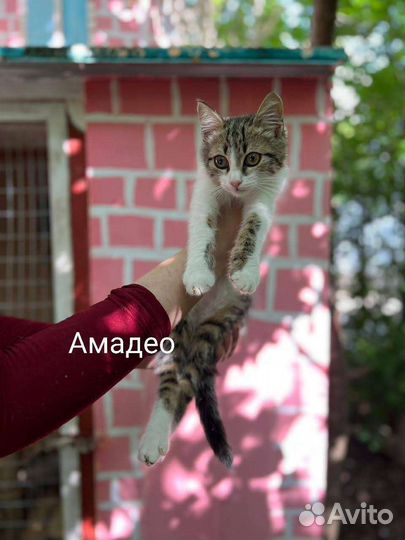 Котята и взрослые котики ищут дом