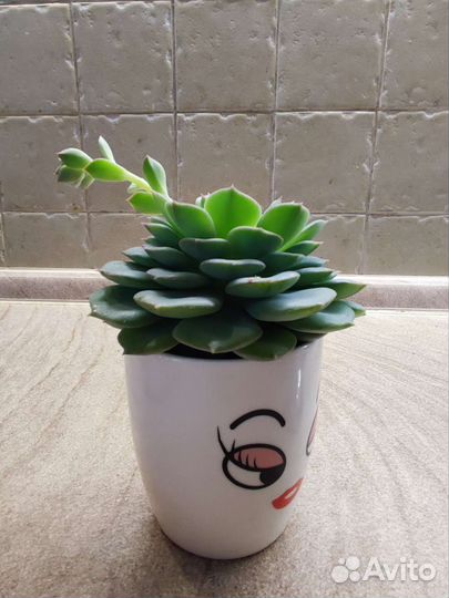 Эхеверия (каменная роза)