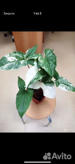 Комнатные растения