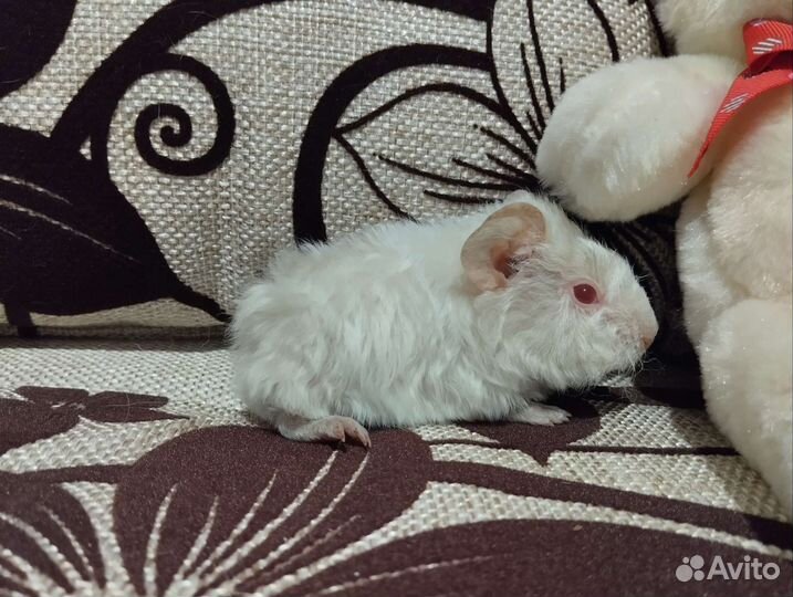 Морская свинка девочка