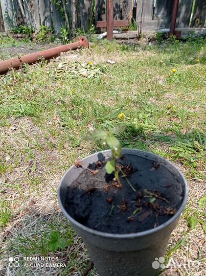 Дуб саженцы