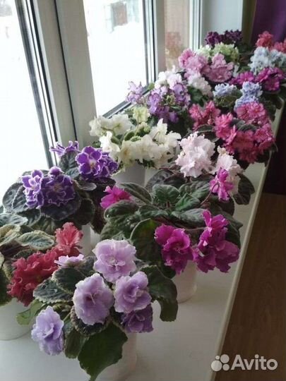 Фиалки сортовые. Набор черенков