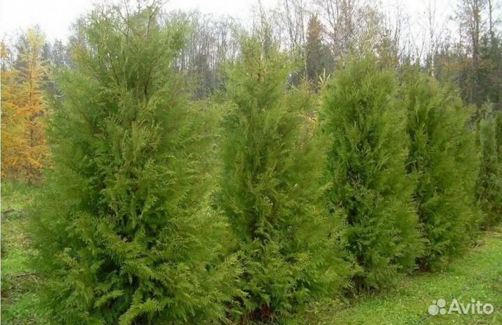 Туя Брабант