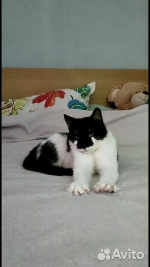 Котенок на счастье