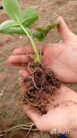 Продам саженцы клубники