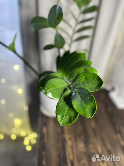 Замиакулькас