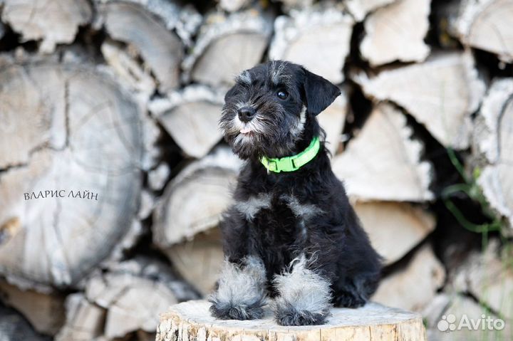 Цвергшнауцер