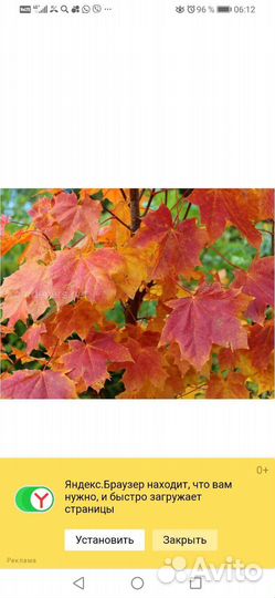 Клен кудрявый