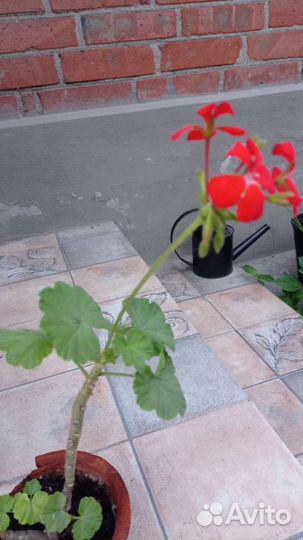 Пеларгония герань