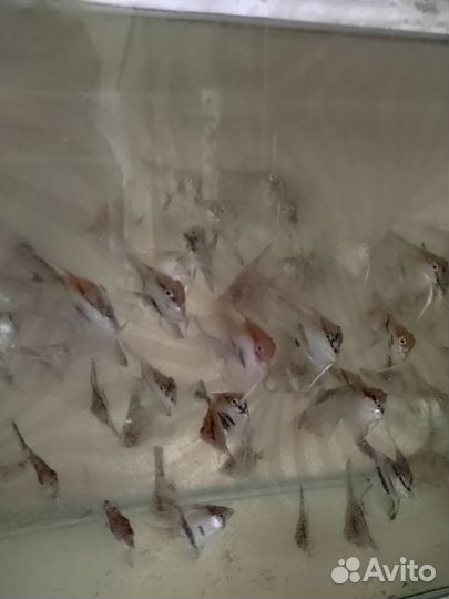 Рыбки скалярии