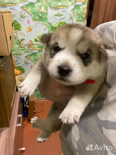 Щенки сибирской хаски помесь