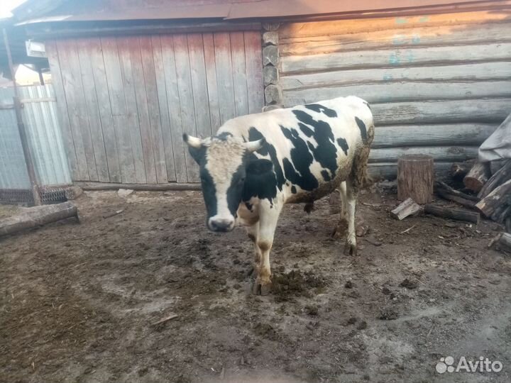 Быки и телки