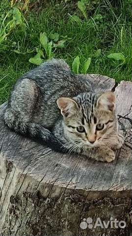 Отдам котят: двух серых и двух рыжих