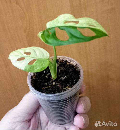 Монстера Адансона вариегатная