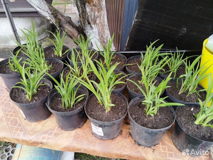 Лилейник бордовый